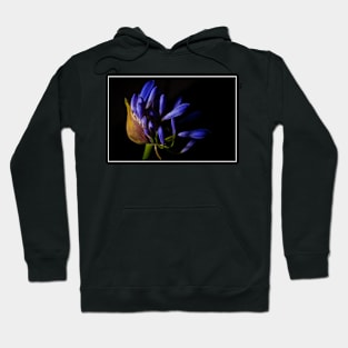 Agapanthus flower head opening up Hoodie